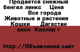 Продается снежный бенгал(линкс) › Цена ­ 25 000 - Все города Животные и растения » Кошки   . Дагестан респ.,Кизляр г.